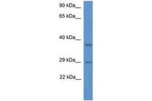 MED19 antibody  (AA 68-117)