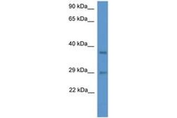 MED19 antibody  (AA 68-117)