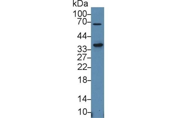 SLAMF1 antibody  (AA 19-236)