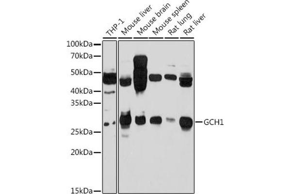 GCH1 Antikörper  (AA 1-250)