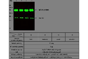 Image no. 1 for anti-14-3-3 eta (YWHAH) (AA 2-246) antibody (ABIN1997651)