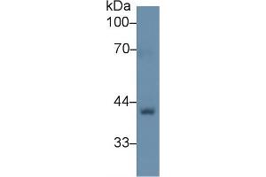 Image no. 3 for anti-Biglycan (BGN) (AA 49-182) antibody (ABIN1176713)
