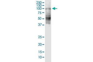 SHCBP1 anticorps  (AA 1-672)