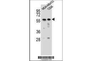 Image no. 1 for anti-Forkhead Box D4 (FOXD4) (AA 182-210) antibody (ABIN656115)