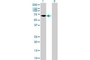 anti-Zinc Finger Protein 792 (ZNF792) (AA 1-553) antibody