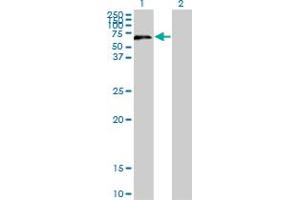 Image no. 1 for anti-UPF3 Regulator of Nonsense Transcripts Homolog A (UPF3A) (AA 274-374) antibody (ABIN528787)