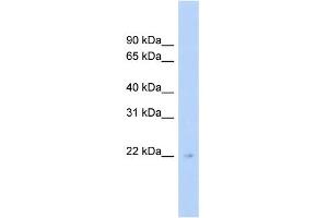 anti-Meiosis Specific with OB Domains (MEIOB) (Middle Region) antibody