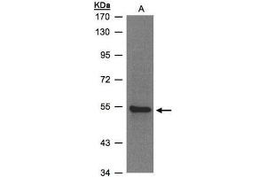 Image no. 1 for anti-Zinc Finger Protein 157 (ZNF157) (Center) antibody (ABIN2855719)