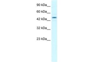 Image no. 1 for anti-Transcription Elongation Factor B (SIII), Polypeptide 1 (15kDa, Elongin C) (TCEB1) antibody (ABIN2463869)