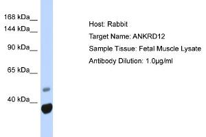 ANKRD12 antibody  (N-Term)