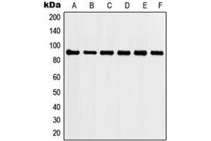 Image no. 3 for anti-Heat Shock Protein 90kDa alpha (Cytosolic), Class A Member 2 (HSP90AA2) (C-Term) antibody (ABIN2704908)