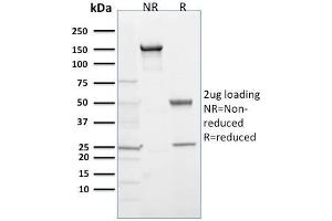 Image no. 1 for anti-Egl-9 Family Hypoxia Inducible Factor 1 (EGLN1) (AA 1-24) antibody (ABIN6940360)
