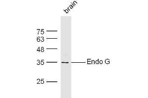 Endonuclease G anticorps  (AA 101-200)