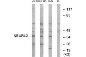 Image no. 2 for anti-Neuralized Homolog 2 (NEURL2) (AA 99-148) antibody (ABIN1535086)