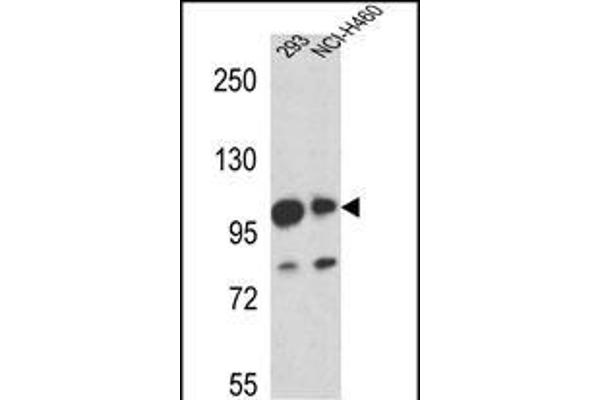 MAML1 anticorps  (AA 198-225)