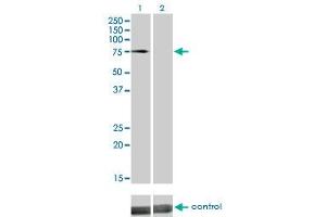 Image no. 1 for anti-Dystrophia Myotonica-Protein Kinase (DMPK) (AA 303-420) antibody (ABIN515032)