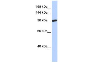Image no. 1 for anti-SID1 Transmembrane Family, Member 2 (SIDT2) (N-Term) antibody (ABIN2778621)