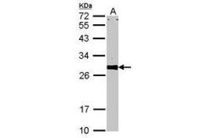 Image no. 2 for anti-VAMP (Vesicle-Associated Membrane Protein)-Associated Protein A, 33kDa (VAPA) (AA 79-92) antibody (ABIN467553)