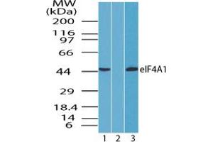 Image no. 2 for anti-Eukaryotic Translation Initiation Factor 4A1 (EIF4A1) (AA 350-400) antibody (ABIN960156)