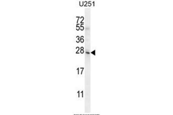 anti-Basic Helix-Loop-Helix Family, Member A15 (BHLHA15) (AA 167-197), (C-Term) antibody