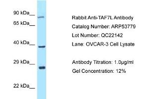 Image no. 1 for anti-TAF7-Like RNA Polymerase II, TATA Box Binding Protein (TBP)-Associated Factor, 50kDa (TAF7L) (C-Term) antibody (ABIN2785574)