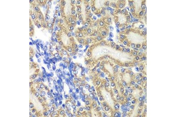 PTGES2 antibody  (AA 88-377)