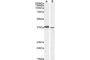 Image no. 1 for anti-Polycomb Group Ring Finger 2 (PCGF2) (C-Term) antibody (ABIN184999)