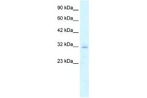 Image no. 1 for anti-Claudin 15 (CLDN15) (C-Term) antibody (ABIN630261)