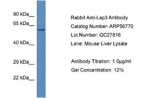 Image no. 1 for anti-Cytosol Aminopeptidase (LAP3) (N-Term) antibody (ABIN2786892)
