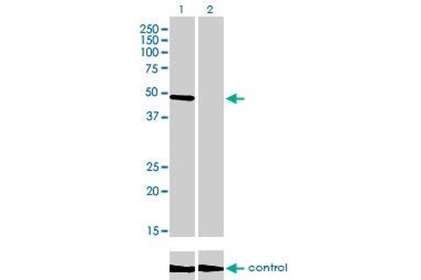 CREB3 antibody  (AA 273-371)