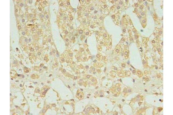 FAM136A anticorps  (AA 2-138)