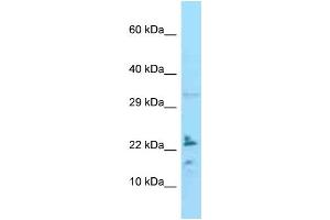 Image no. 1 for anti-Interleukin 24 (IL24) (C-Term) antibody (ABIN2785371)