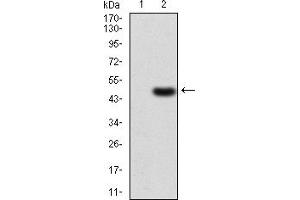 Image no. 3 for anti-GNAS Complex Locus (GNAS) (AA 42-188) antibody (ABIN5866894)