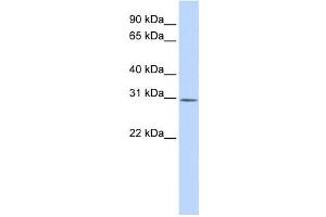 Image no. 1 for anti-Yip1 Interacting Factor Homolog B (YIF1B) antibody (ABIN2458906)