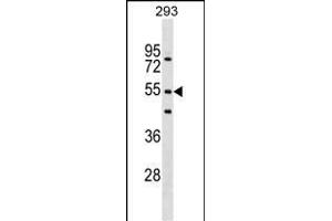 FBXW9 Antibody (N-term) (ABIN1539352 and ABIN2849090) western blot analysis in 293 cell line lysates (35 μg/lane).