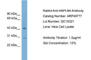 Image no. 2 for anti-Hyaluronan and Proteoglycan Link Protein 4 (HAPLN4) (C-Term) antibody (ABIN2783897)
