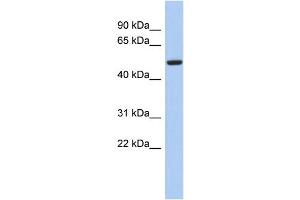 anti-F-Box Protein 3 (FBXO3) (N-Term) antibody