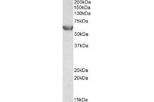 Image no. 1 for anti-Organic Cation Transporter 3 (OCT3) (AA 321-335) antibody (ABIN870676)