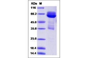 Image no. 1 for Cell Adhesion Molecule 3 (CADM3) (AA 1-328) protein (Fc Tag) (ABIN2009326)