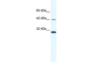 Image no. 1 for anti-Apolipoprotein B mRNA Editing Enzyme, Catalytic Polypeptide-Like 3G (APOBEC3G) (N-Term) antibody (ABIN2777995)