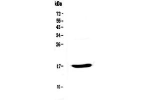 Image no. 1 for anti-Epithelial Mitogen (EPGN) (AA 19-109) antibody (ABIN5518911)