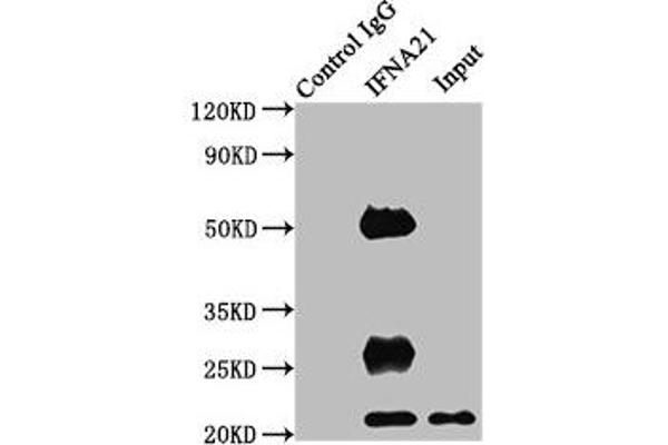 IFNA21 antibody  (AA 24-189)