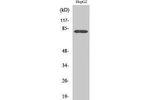 Image no. 1 for anti-NIMA-Related Kinase 5 (NEK5) (Internal Region) antibody (ABIN3185817)