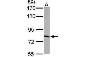 Image no. 2 for anti-Replication Protein A1, 70kDa (RPA1) (C-Term) antibody (ABIN2856633)