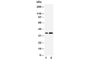 Image no. 2 for anti-Kruppel-Like Factor 3 (Basic) (KLF3) (N-Term) antibody (ABIN3031564)