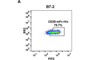 Image no. 3 for CD28 (CD28) protein (mFc Tag,His tag) (ABIN6961087)