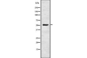 Image no. 1 for anti-Glycerate Kinase (GLYCTK) (Internal Region) antibody (ABIN6261964)