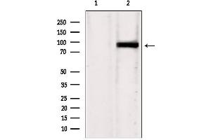 Image no. 2 for anti-Intraflagellar Transport 88 Homolog (IFT88) (C-Term) antibody (ABIN6262483)