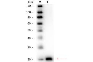 Image no. 1 for anti-Vascular Endothelial Growth Factor (VEGF) antibody (Biotin) (ABIN1043812)