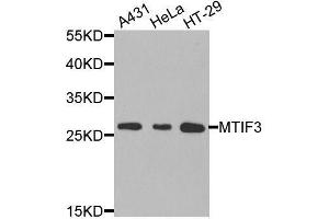 Image no. 2 for anti-Mitochondrial Translational Initiation Factor 3 (MTIF3) antibody (ABIN6144149)